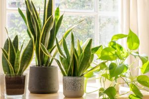 Tendencias en materas para tus plantas