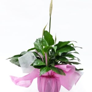 Spathiphyllum o lirio de la paz mini terra