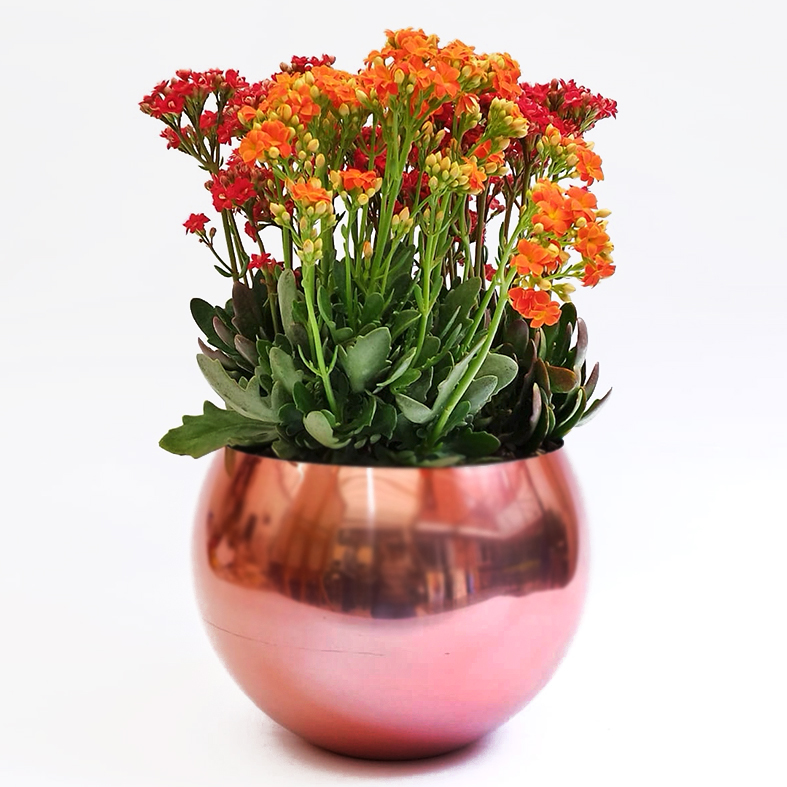 Kalanchoes en matera esférica aluminio