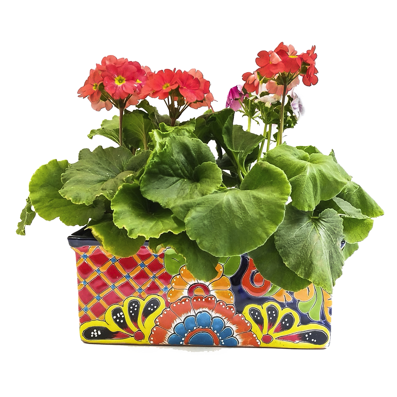 Primaveras en matera mexicana galleta mediana