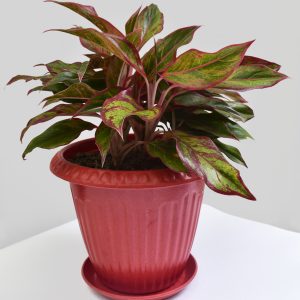 Aglaonema Night Bark 30 cms en matera bio grande