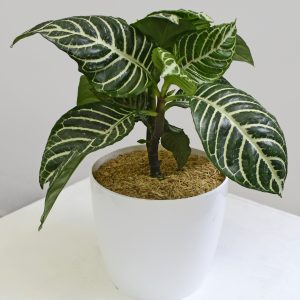 Aphelandra en Matera Bahía 14 cms