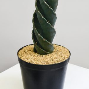 Cactus Tornillo en matera cultivo