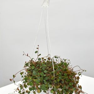 Centavito colgante