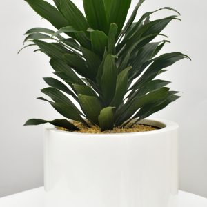 Dracaena Compacta 40 cms en matera acrílica