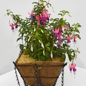 Fucsia en canasta cuadrada metálica colgante
