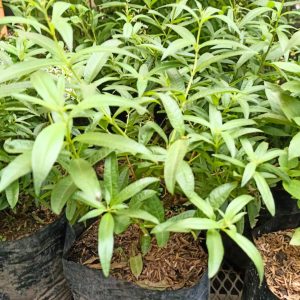 Planta Aromática Cidrón