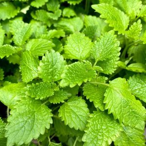 Planta Aromática Toronjil