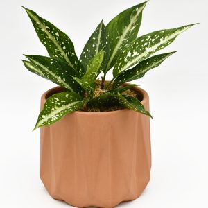 Aglaonema en Matera Terracota