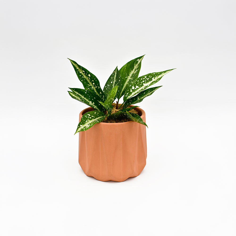 Aglaonema