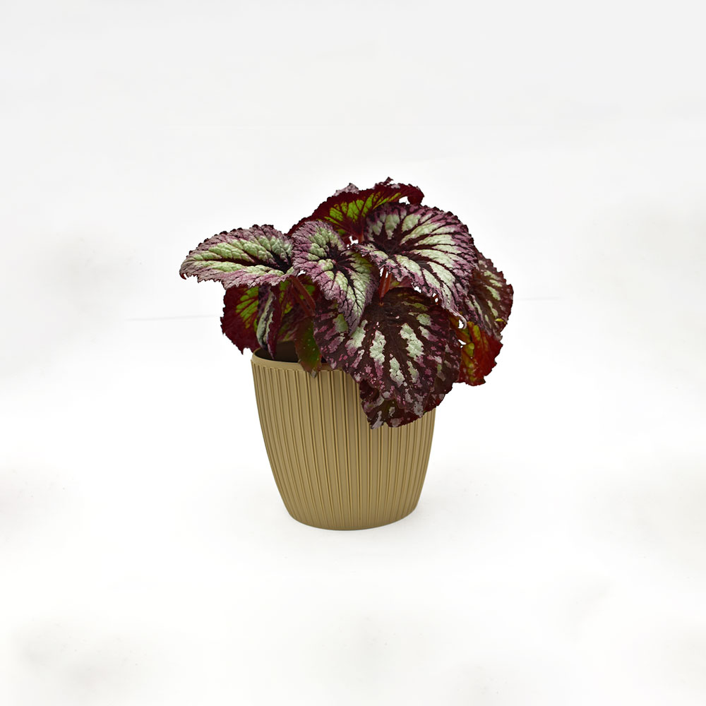 Begonia Rex en matera decorativa 