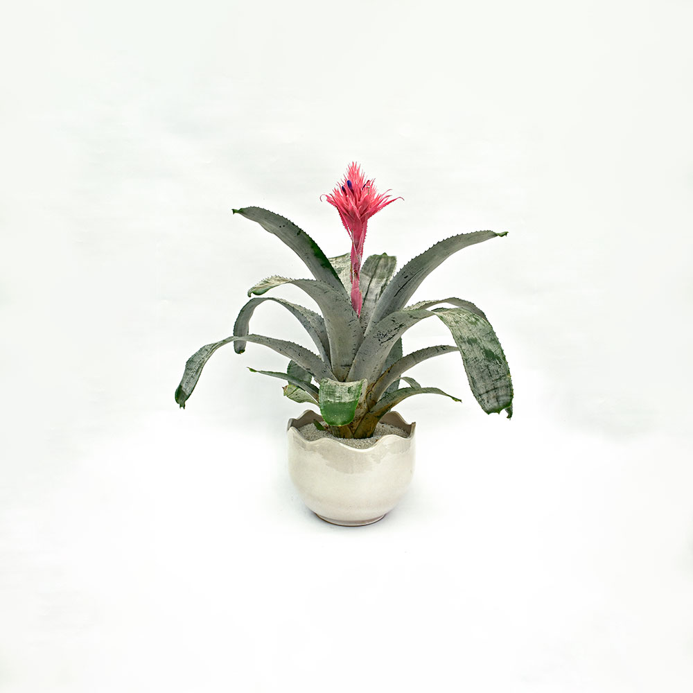 Aechmea fasciata en Matera Waves