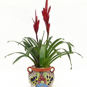 Bromelia Vriesea en Matera Talavera