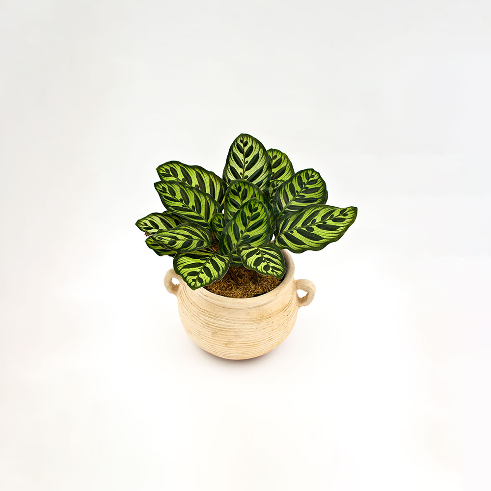 Calathea Pavoreal