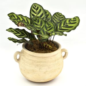 Calathea Pavoreal en Matera Siena Mediterránea