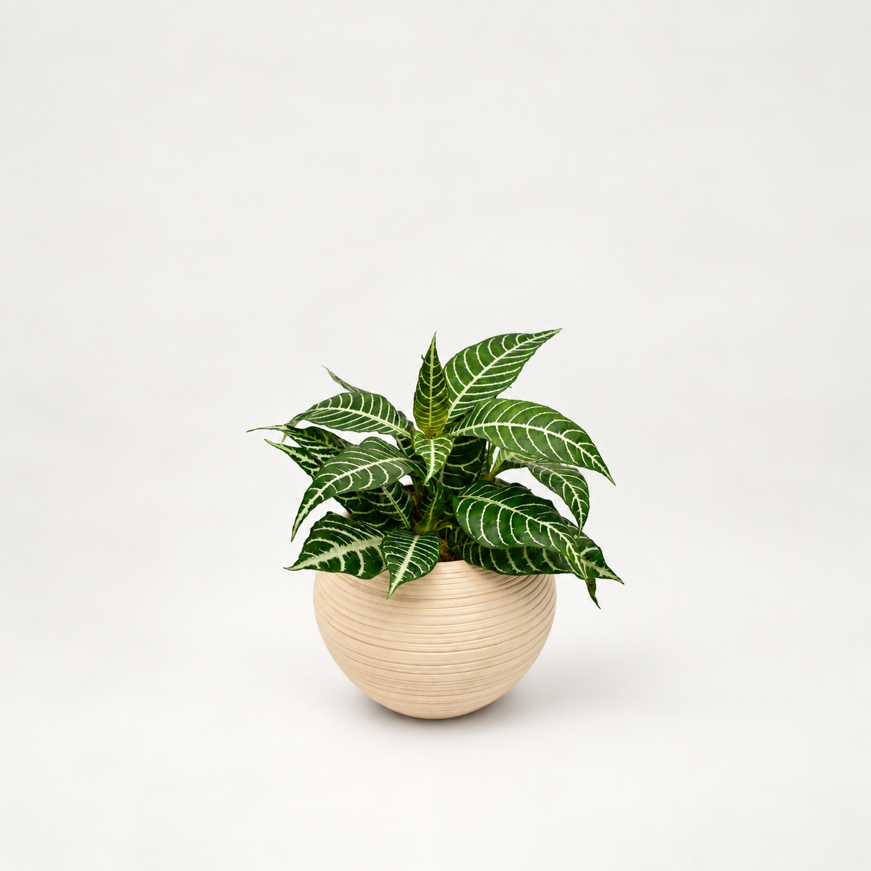 Planta Cebra