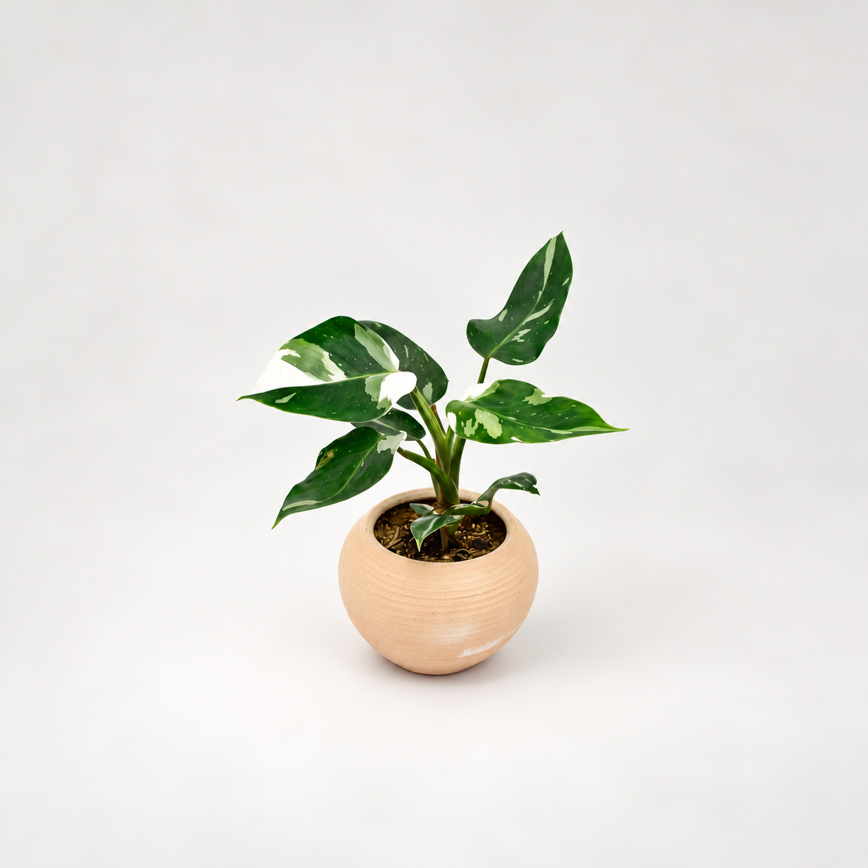 Philodendron White Princess