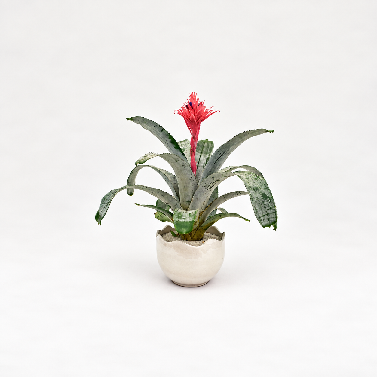 Aechmea fasciata en Matera Waves