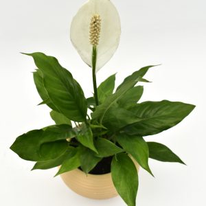 Lirio de la Paz en Matera Siena Minimal 