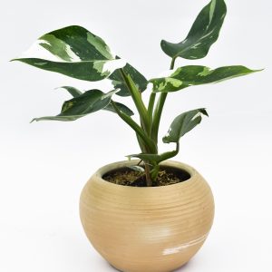 Philodendron White en Matera Siena Minimal