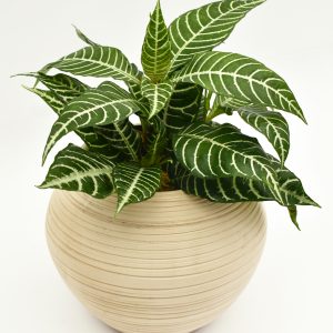 Planta Cebra en Matera Siena Minimal