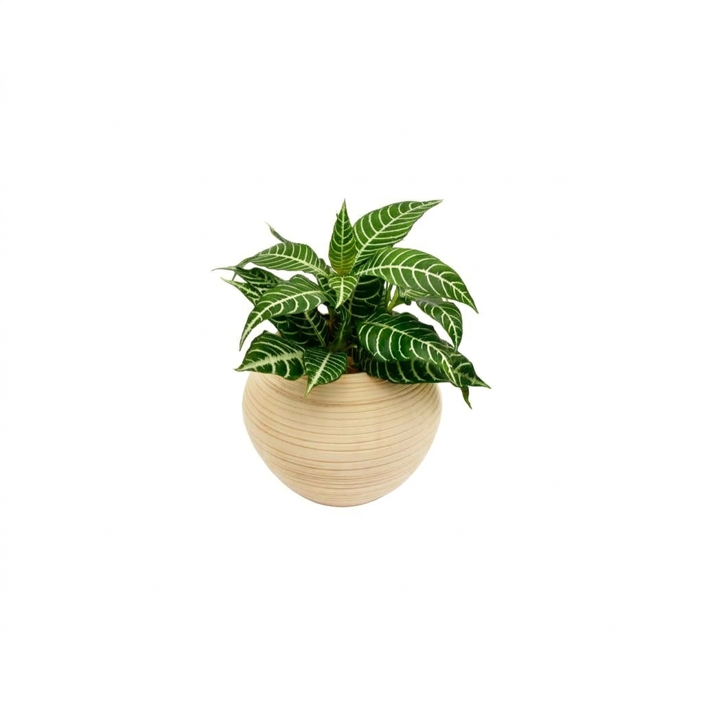 Planta Cebra
