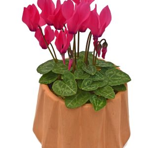 Violeta de los Alpes mini en Matera cerámica