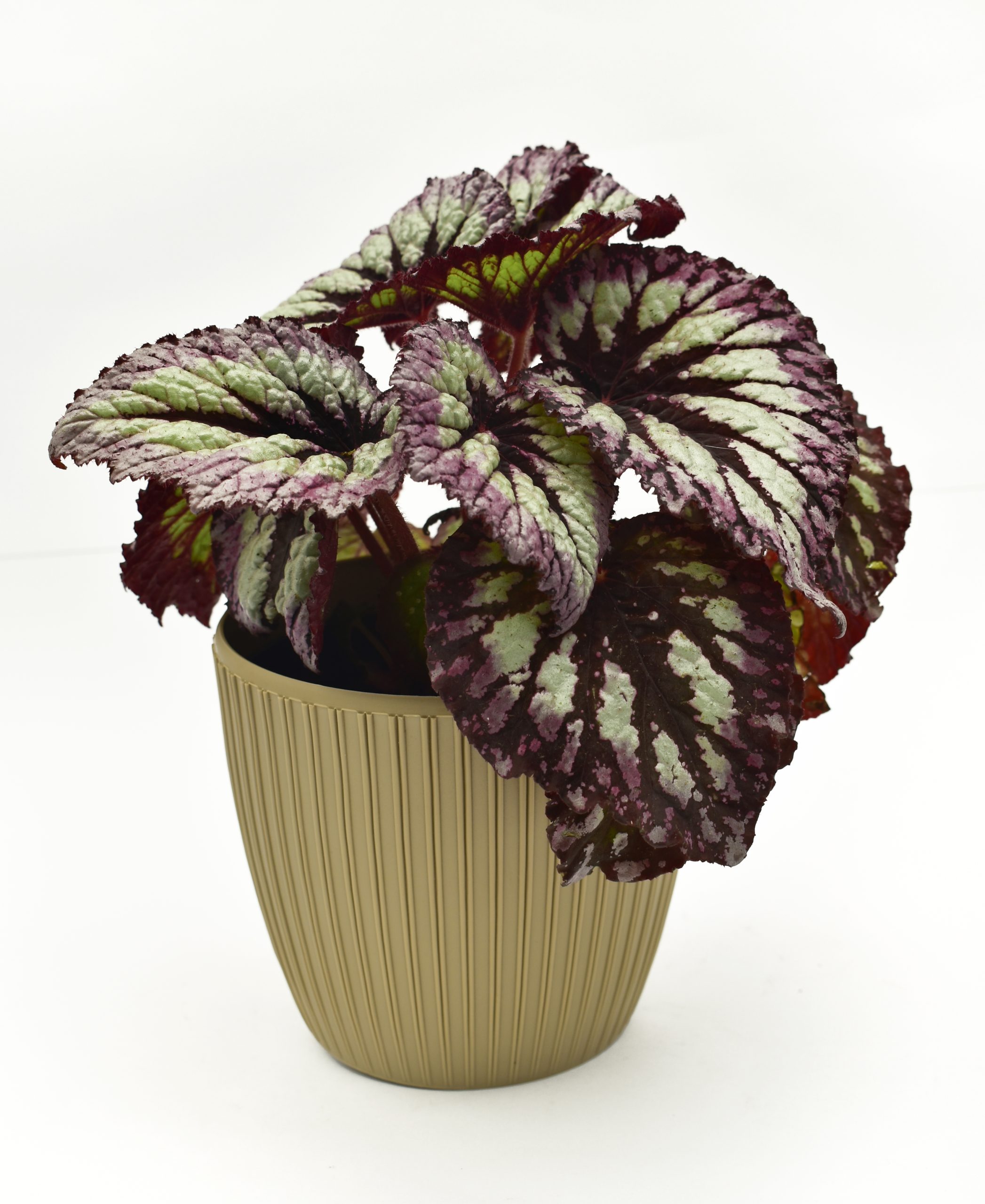 Begonia Rex en matera decorativa 