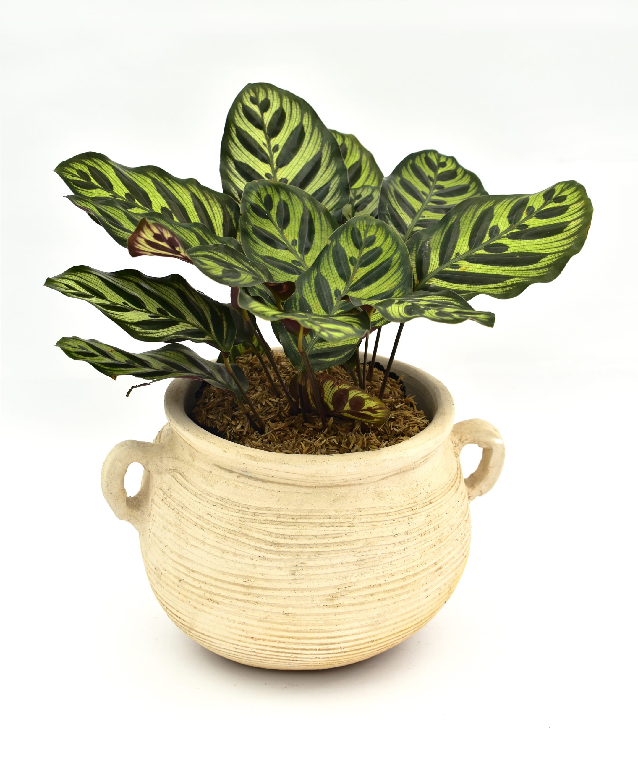Calathea Pavoreal en Matera Siena Mediterránea