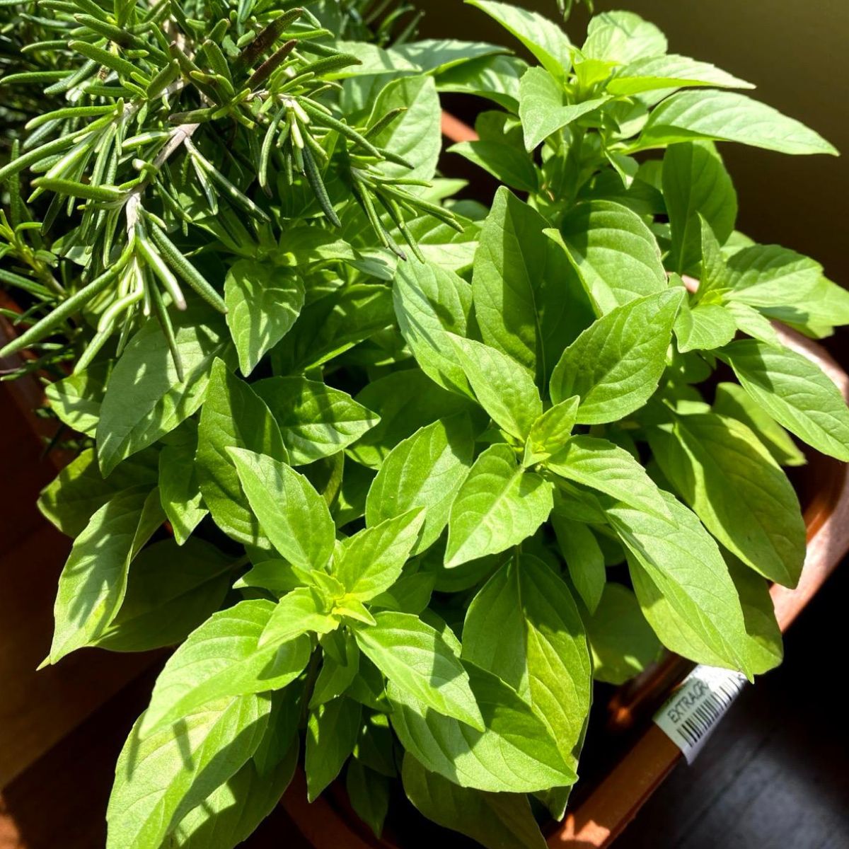 Planta Aromática Albahaca