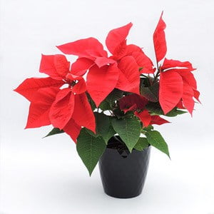 Flor de Navidad