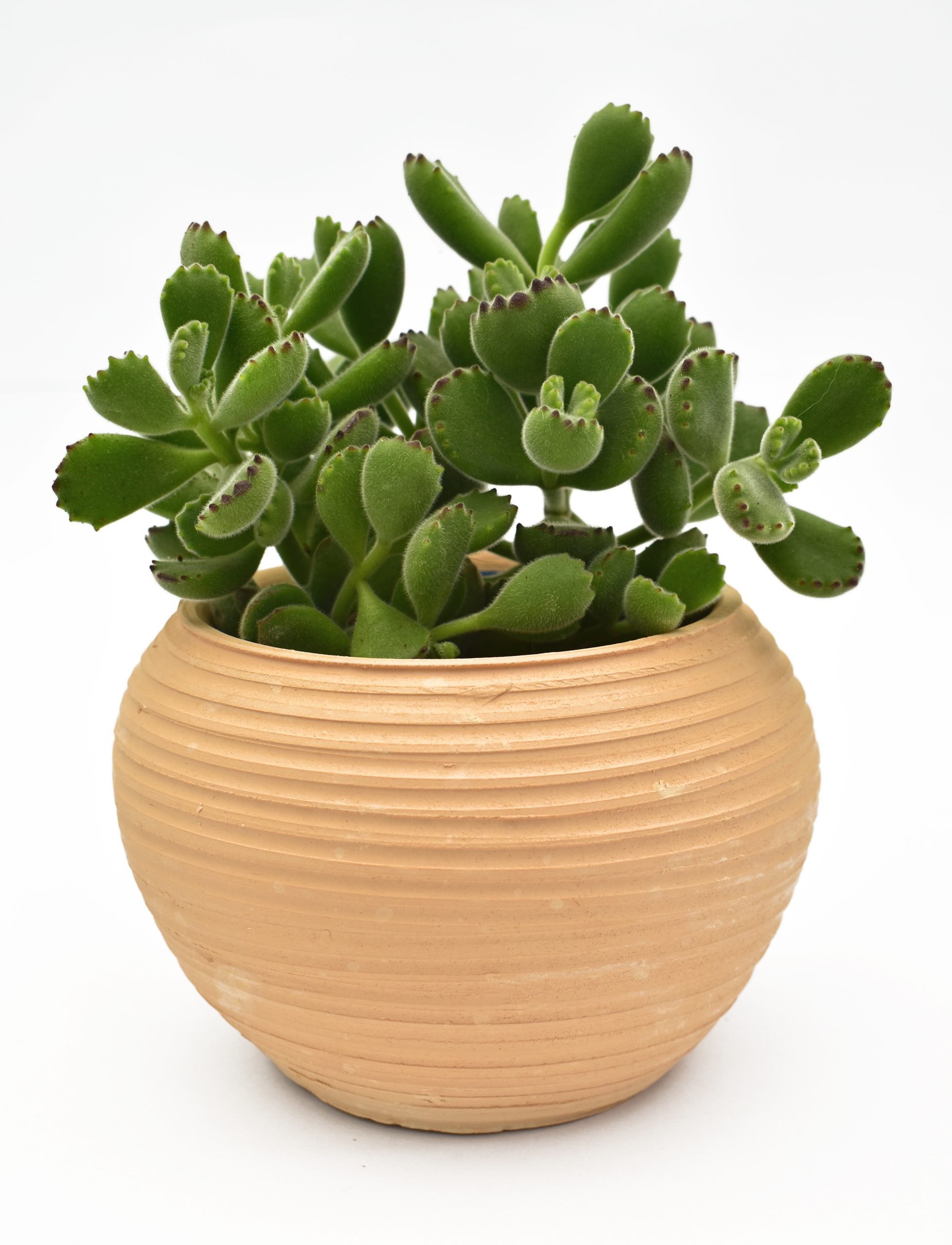 Kalanchoe Orejas de Gato