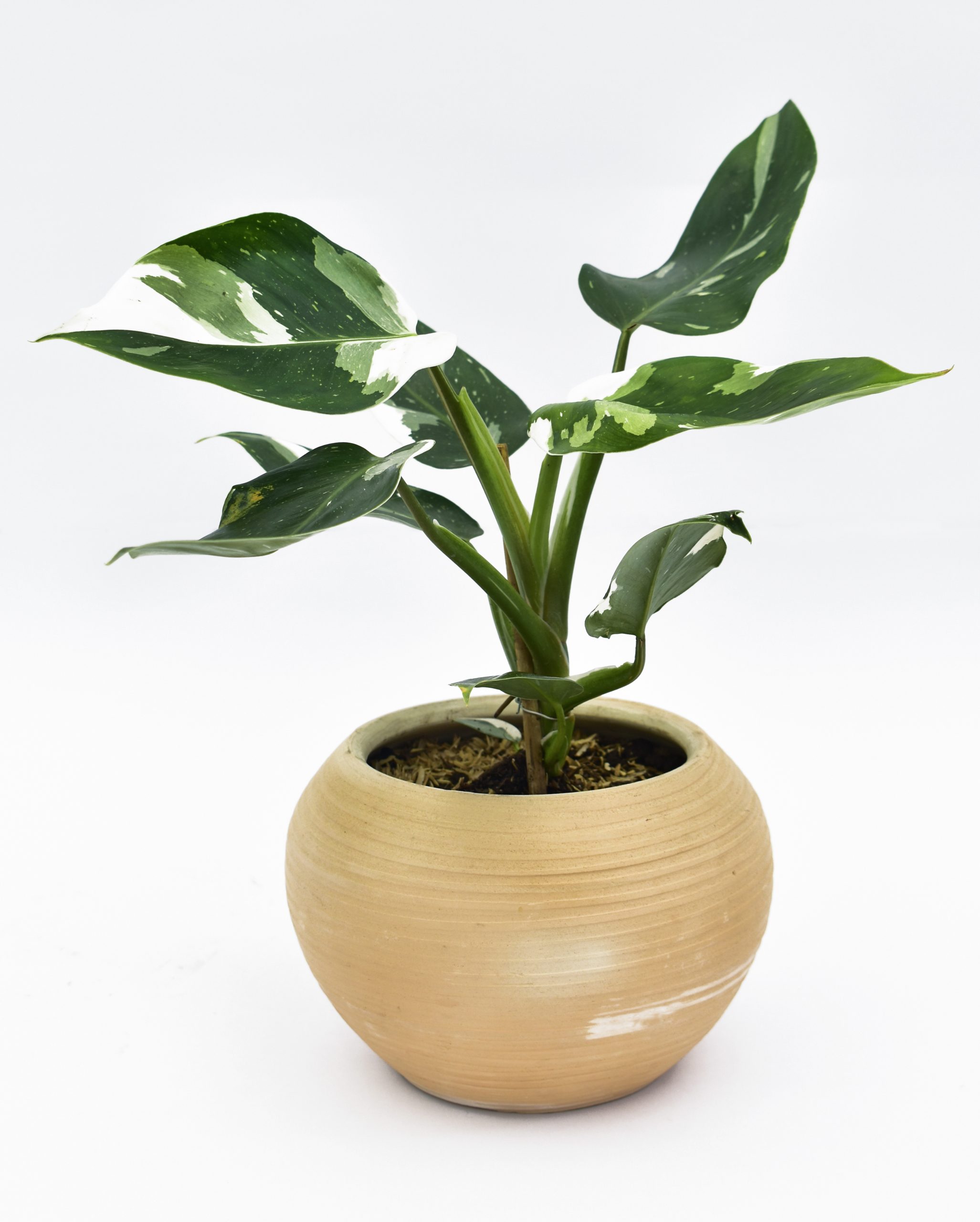 Philodendron White en Matera Siena Minimal